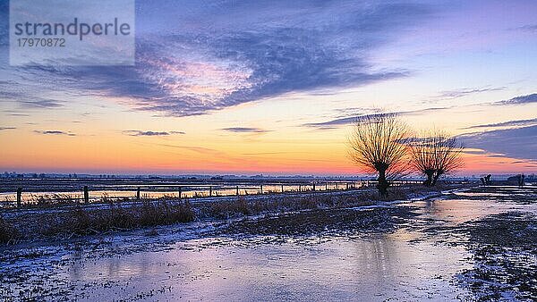 Silhouette einer Weide im Ochsenmoor am Dümmer bei Sonnenuntergang  Winter  Hüde  Niedersachsen  Deutschland  Europa