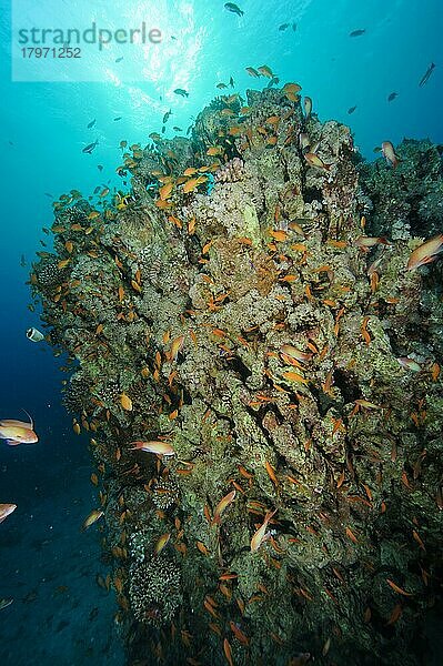 Schwarm von Juwelen-Fahnenbarsch (Pseudanthias squamipinnis) schwimmt über toter Korallenblock von abgestorbene Steinkorallen (Scleractinia) wegen steigende Temperatur von Meerwasser bei Klimawandel  Pazifik  Australien  Ozeanien