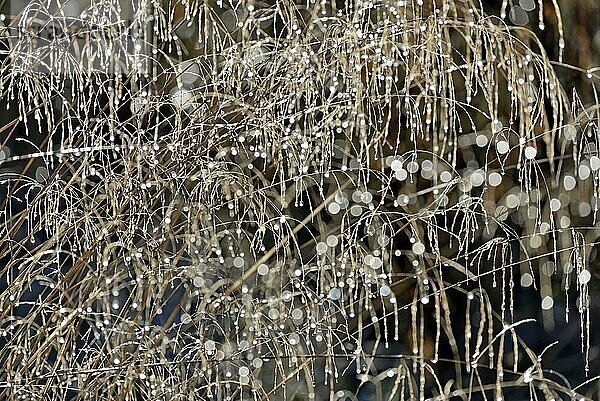 Süßgräser (Poaceae) mit Tautropfen im Gegenlicht  Naturpark Arnsberger Wald  Nordrhein-Westfalen  Deutschland  Europa