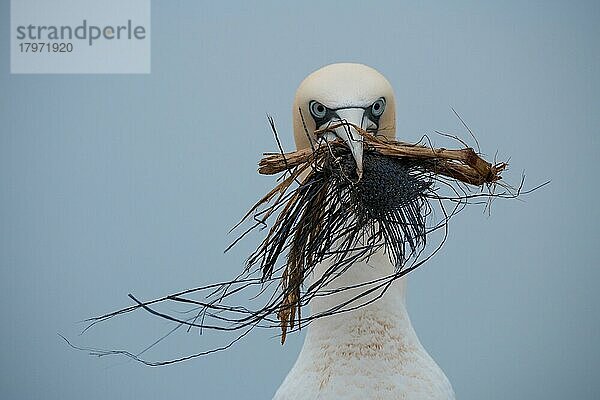 Basstölpel (Morus bassanus)  Vogel steht mit Nistmaterial in Form von Pflanzenteilen und Plastikmüll im Schnabel am Brutplatz  Helgoland  Schleswig-Holstein  Deutschland  Europa