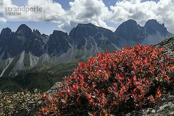 Gipfelpanorama der Kalkkögel im Gegenlicht  mit dramatischen Wolken und bunten Herbstblättern im Vordergrund  Sellrain  Innsbruck  Tirol  Österreich  Europa