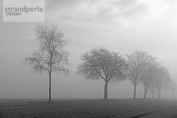 Laubbäume im Nebel  schwarzweiß  Nordrhein-Westfalen  Deutschland  Europa