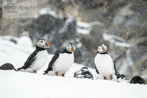 Drei Papageitaucher (Fratercula arctica) im Winter bei Schneefall  Insel Hornoya  Hornøya  Vardø  Varanger Halbinsel  Troms og Finnmark  Norwegen  Europa