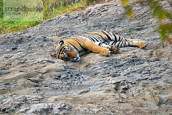 Schöner Königlicher Bengalischer Tiger (Panthera tigris) schlafend im Dschungel. Die Population ist auf dem indischen Subkontinent heimisch. Er ist das Nationaltier von Indien. Ranthambore-Nationalpark  Rajasthan  Indien  Asien