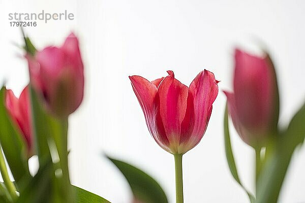 Rote Tulpen vor weißem Hintergrund  Blüten  Studioaufnahme