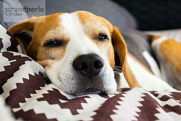 Tricolor Beagle Erwachsener Hund auf Sofa in hellem Raum - niedliche Tierfotografie