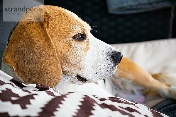 Tricolor Beagle Erwachsener Hund auf Sofa in der Sonne  Haustierfotografie