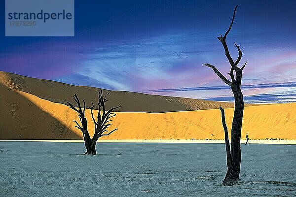 Kameldornbäume  auch Kameldorn oder Kameldornakazie (Acacia erioloba) als Silhouette im ersten Morgenlicht auf die Dünen  Namib Naukluft Nationalpark  Deadvlei  Dead Vlei  Sossusvlei  Namibia  Afrika