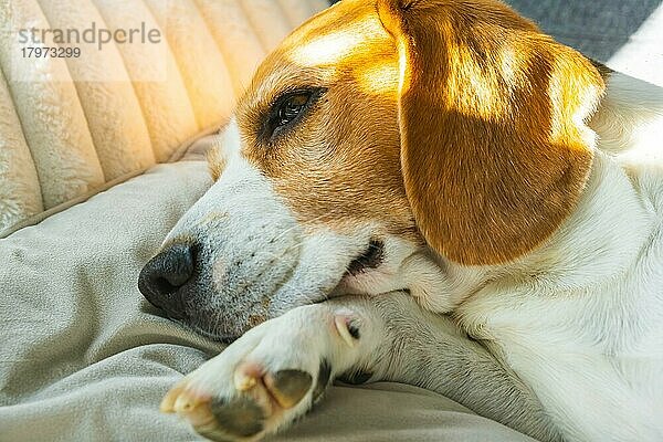 Tricolor Beagle Erwachsener Hund auf Sofa in hellem Raum - niedliche Tierfotografie