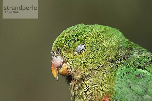 Königssittich (Alisterus scapularis)  erwachsener weiblicher Vogel schlafend  Kennett River  Victoria  Australien  Ozeanien