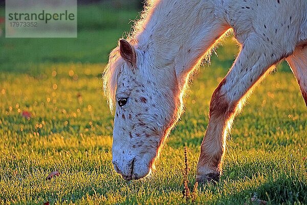 Pferd (Equus)  Shetland Pony  Gegenlicht  Leverkusen  Nordrhein-Westfalen  Deutschland  Europa