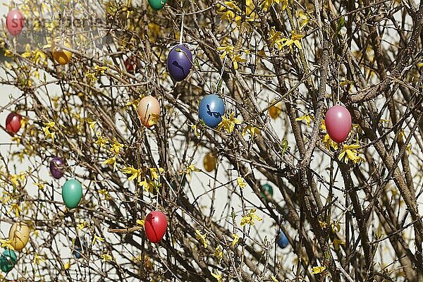 Bunte Ostereier an Forsythienzweigen (Forsythia) hängend  Goldglöckchen  Deutschland  Europa