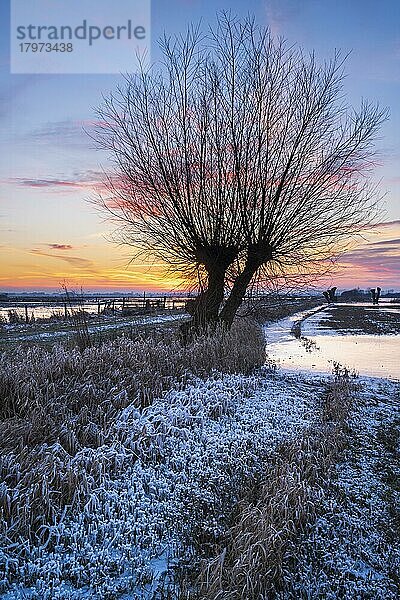 Silhouette einer Weide im Ochsenmoor am Dümmer bei Sonnenuntergang  Hüde  Niedersachsen  Deutschland  Europa