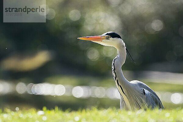 Graureiher (Ardea cinerea)  Porträt  Gegenlichtaufnahme  Hessen  Deutschland  Europa