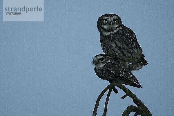 Steinkauz (Athene noctua)  Paarung  Emsland  Niedersachsen  Deutschland  Europa