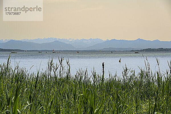 Starnberger See mit Blick auf die Alpen  Feldafinger Bucht  bei Feldafing  Oberbayern  Bayern  Deutschland  Europa