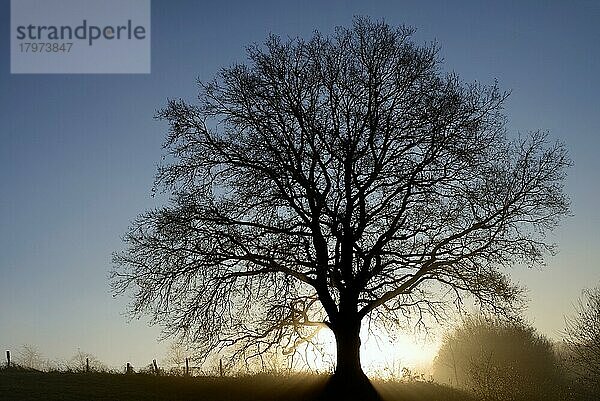 Eiche (Quercus)  alter Baum als Silhouette bei Sonnenaufgang  Nordrhein-Westfalen  Deutschland  Europa