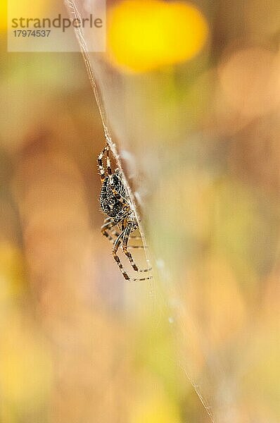 Gartenkreuzspinne (Araneus diadematus)  sitzt im warmen Licht der Abendsonne mitten in ihrem Netz und wartet auf Beute  Naturgarten  Velbert  Nordrhein-Westfalen