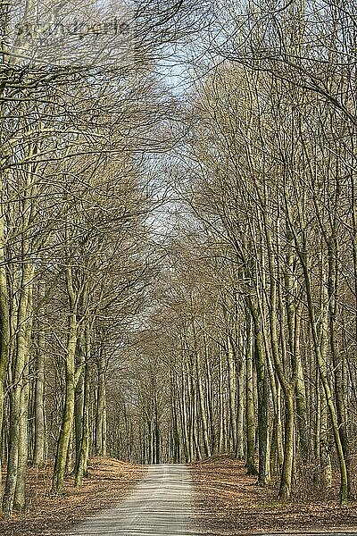 Rotbuche (Fagus sylvatica) im Frühjahr kurz vor der Blattwerdung in Fyledalen  Gemeinde Ystad  Schonen  Schweden  Skandinavien  Europa