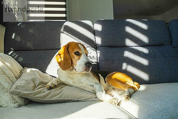 Tricolor Beagle Erwachsener Hund auf Sofa in hellem Raum - niedliche Tierfotografie