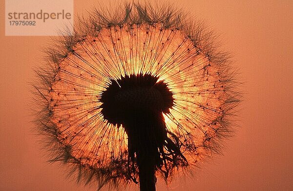 Löwenzahn (Taraxacum officinale)  Pusteblume  Fruchtstand  Niedersachsen  Deutschland  Europa