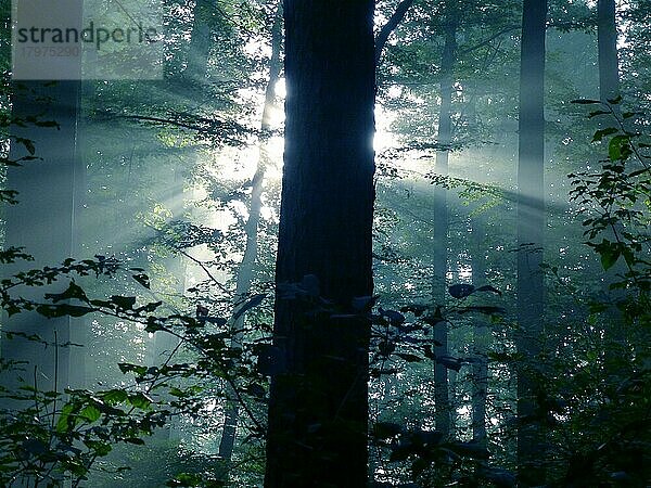 Maulbronn  Nebel im Wald mit Strahlensonne im Gegenlicht