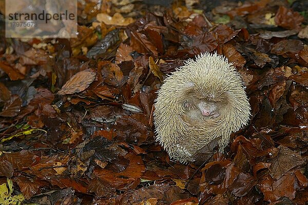 Braunbrustigel (Erinaceus europaeus) albino  erwachsen schlafend auf gefallenem Herbstlaub  Suffolk  England  Großbritannien  Europa