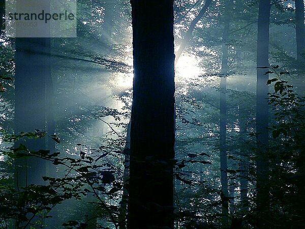 Maulbronn  Nebel im Wald mit Strahlensonne im Gegenlicht