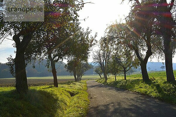 Herbstlandschaft bei Maulbronn  Straße beim Aalkistensee mit Obstbäumen im Gegenlicht