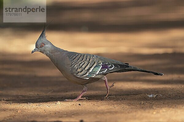 Spitzschopftaube (Ocyphaps lophotes)  erwachsener Vogel auf einem Weg  Northern Territory's  Australien  Ozeanien