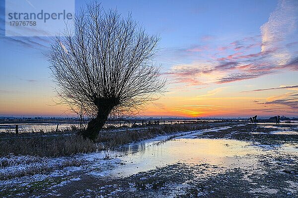 Silhouette einer Weide im Ochsenmoor am Dümmer bei Sonnenuntergang  Hüde  Niedersachsen  Deutschland  Europa