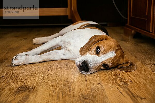 Beagle Hund Erwachsene liegen auf Holzboden zu Hause. Hund Thema