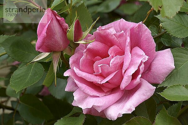 HybridStrauchrose (Rosa)  Blüte und Knospe  Nahaufnahme  Virginia  Vereinigte Staaten