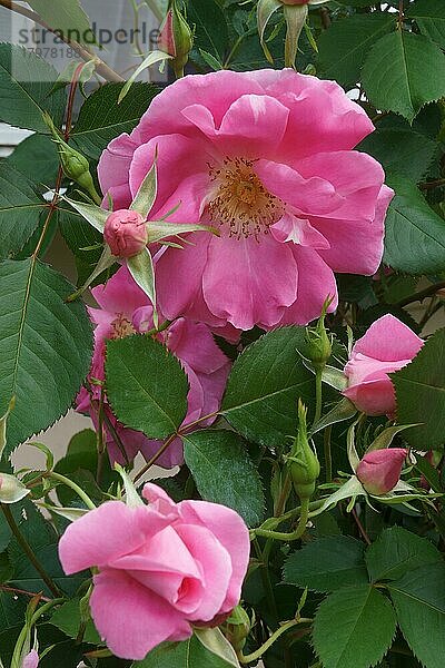 Hybrid-Strauchrose (Rosa)  Blüten  Nahaufnahme  Virginia  Vereinigte Staaten