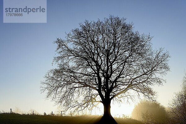 Eiche (Quercus)  alter Baum als Silhouette bei Sonnenaufgang  Nordrhein-Westfalen  Deutschland  Europa