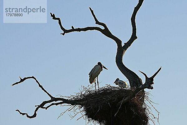 Jabiru (Jabiru mycteria) mit Jungvogel im Nest im Gegenlicht  Pantanal  Mato Grosso  Brasilien  Südamerika