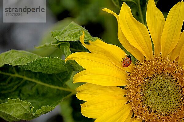 Marienkäfer auf Sonnenblume (Helianthus annuus) im Garten Sonnenblume