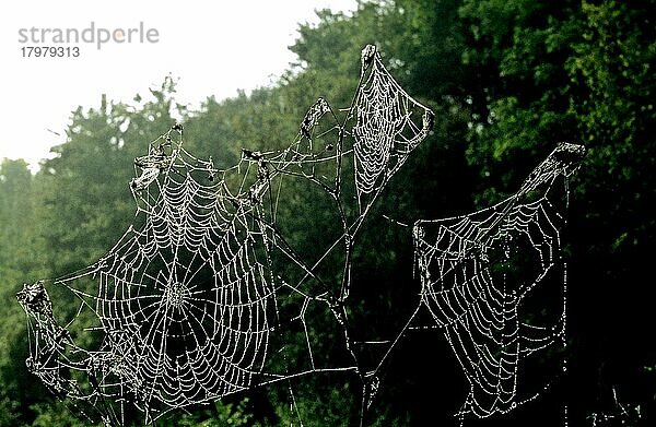 Spinnennetze im Gegenlicht