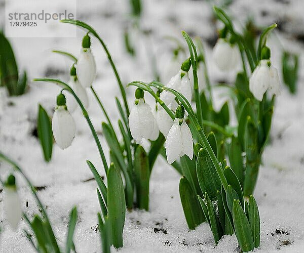 Weiß und Schneeglöckchen Blume  im Schnee  frühling  selektiver Fokus