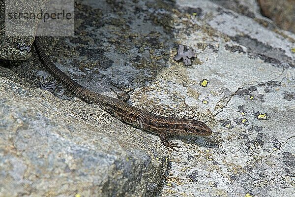 Waldeidechse (Lacerta vivipara) oder Bergeidechse  sonnt sich auf einem Stein  Bachler-Alm  Hart im Zillertal  Tirol  Österreich  Europa