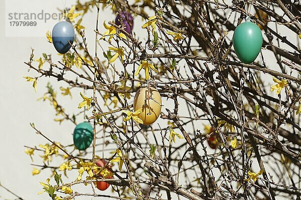 Bunte Ostereier an Forsythienzweigen (Forsythia) hängend  Goldglöckchen  Deutschland  Europa