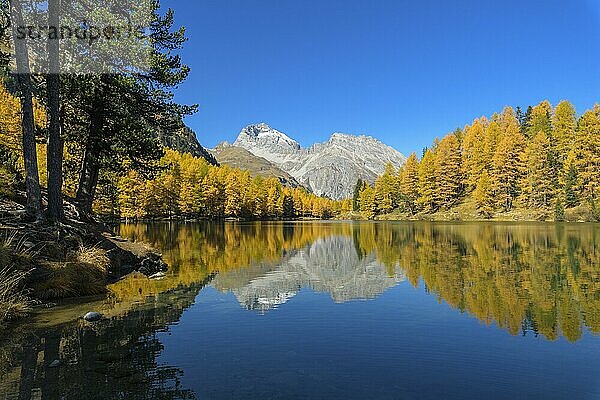 Bergsee mit Lärchen im Herbst  Preda  Palquognasee  Lai da Palquogna  Albula-Pass  Graubünden  Schweiz  Europäische Alpen  Europa