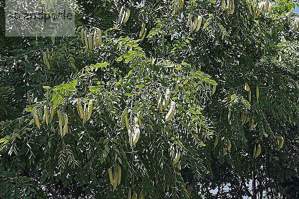 Geweihbaum (Gymnocladus dioicus)  Baum mit Früchten  Washington D. C. Vereinigte Staaten