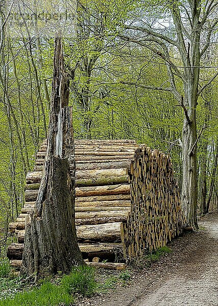 Holzstapel am Wegrand im Wald  Insel Rügen  Rügen  Mecklenburg-Vorpommern  Deutschland  Europa