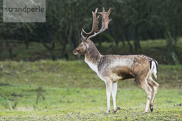 Damhirsch (Dama dama)  Provinz Nordholland  Niederlande  Europa