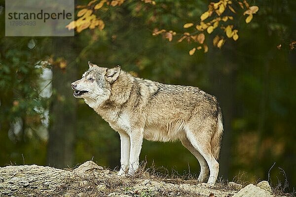 Timberwolf (Canis lupus lycaon) stehend auf einem Hügel  Bayern  Deutschland  Europa
