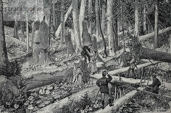Spaziergänger im böhmischen Urwald am Kubani  Böhmen  1898  Historisch  digitale Reproduktion einer Originalvorlage aus dem 19. Jahrhundert  Originaldatum nicht bekannt
