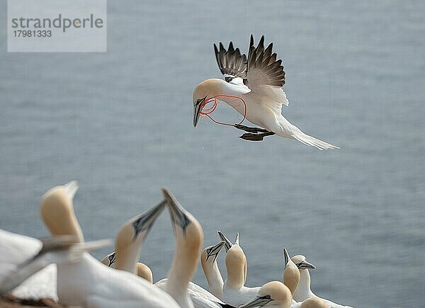 Basstölpel (Morus bassanus)  Vogel im Flug bringt Nistmaterial in Form von Plastikmüll zum Nest  Umweltverschmutzung  Helgoland  Schleswig-Holstein  Deutschland  Europa