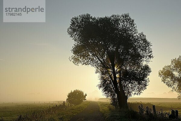 Einzelner Baum im Morgennebel  Gegenlicht  Gahlen  Nordrhein-Westfalen  Deutschland  Europa