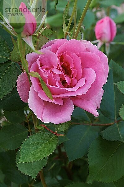 Hybrid Strauchrose (Rosa)  Blüte  Nahaufnahme  Virginia  Vereinigte Staaten